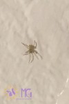 beige baby spider