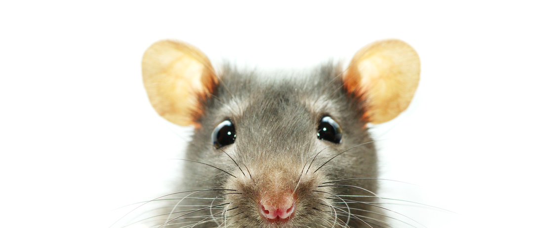 rat