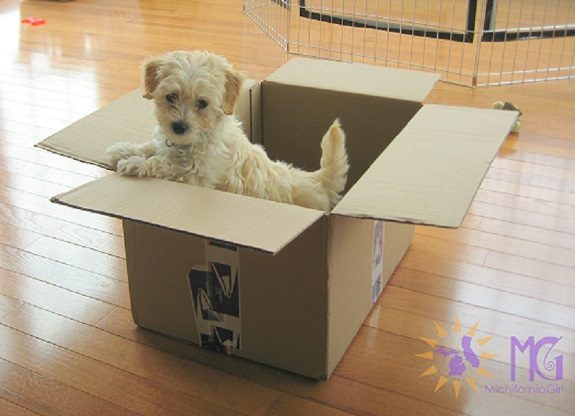 puppy in a box babysitter