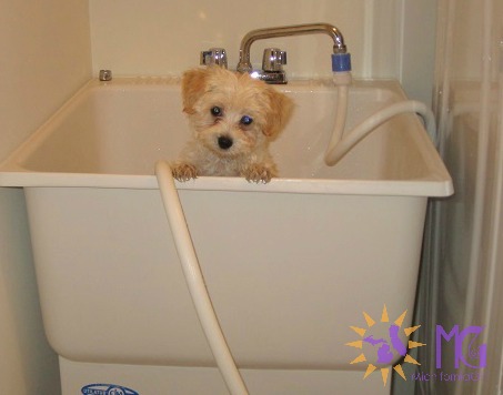 puppy in bath tub diary of a dog