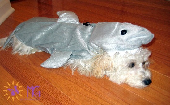 puppy dressed in shark halloween costume diary of a dog