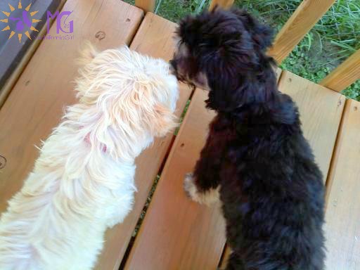 black puppy and white puppy play together friends diary of a dog