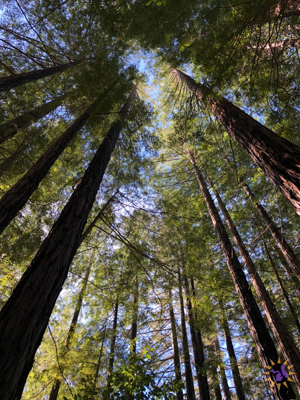 redwood trees northern california writers' retreat
