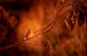 From the Ashes by Melissa Bowers